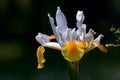 Iris Hollandica flowers with white petals.Iris Ãâ hollandica Royalty Free Stock Photo